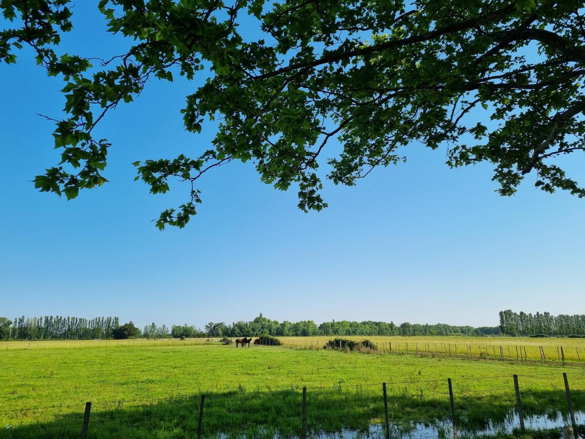 Cerisier Climatisée, à La Campagne Arles